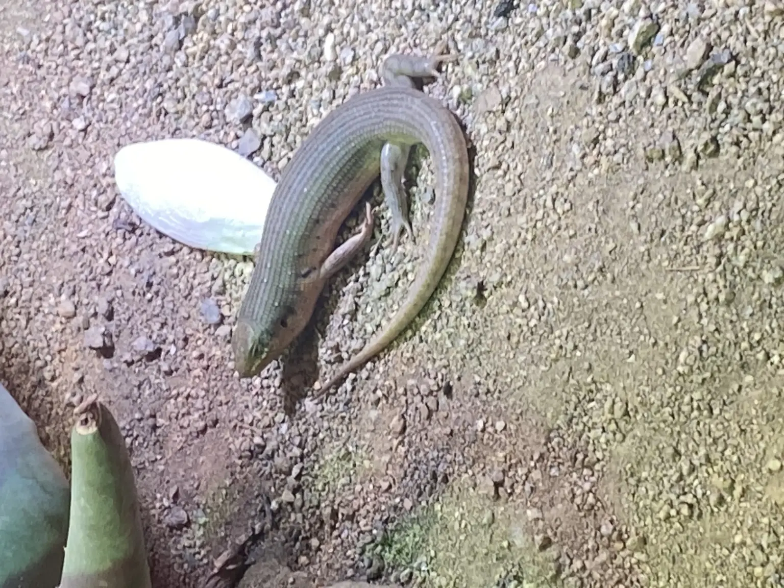 St. Raphael Schulen HD Zoobesuch 08